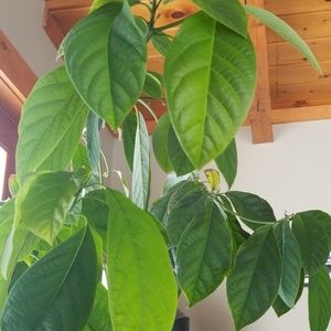 Meet your Posher, Brad